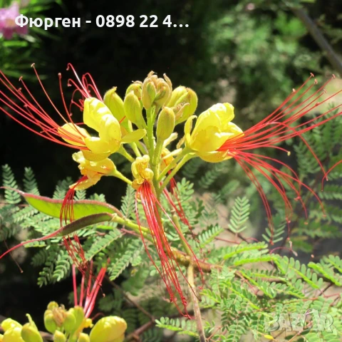 Цезалпиния, снимка 7 - Разсади - 51161551
