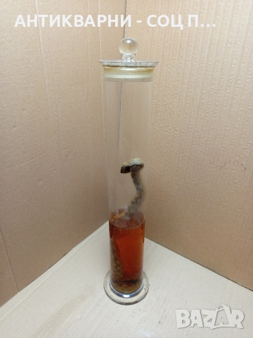 Стара Образователна Препарирана Носорога Усойница Пепелянка. 