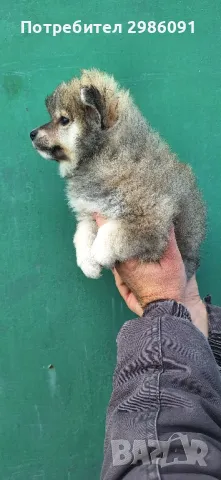 Померан мини шпиц , снимка 5 - Померан - 49090630