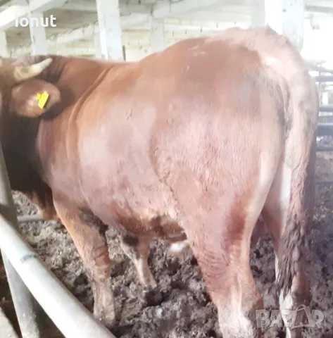 Продавам телета и бикове ., снимка 5 - За селскостопански - 49685126