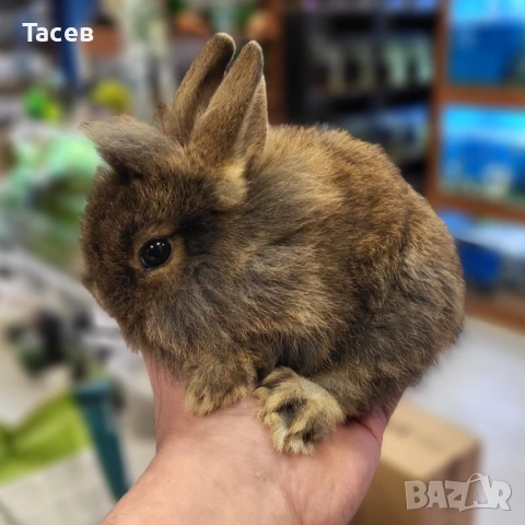 Декоративни зайчета