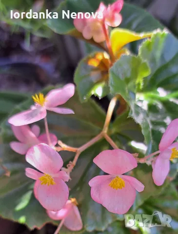 БЕГОНИЯ , снимка 3 - Стайни растения - 43743075