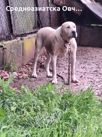 Алабай, снимка 6 - Средноазиатска овчарка - 52877477
