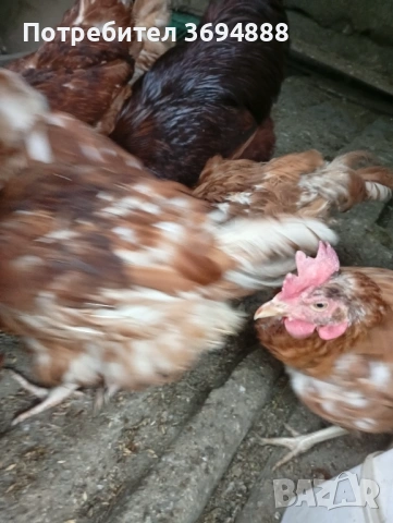 Кокошки , снимка 4 - Кокошки и пуйки - 54282448