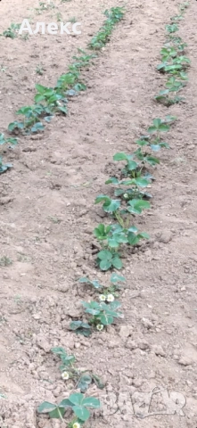 Продавам коренчета ягоди, снимка 3 - Разсади - 52434851