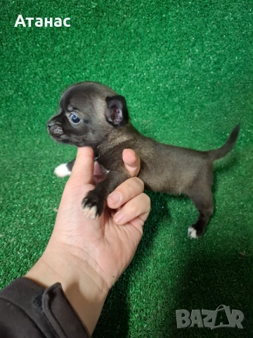 Продавам пинчерчета, снимка 4 - Пинчер - 53943299