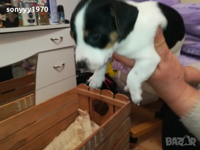 АЗ СЪМ СЛАДКО БЕБЕ ДЖАК,ТЪРСЯ НОВИЯ СИ ДОМ 0102251734, снимка 12 - Джак ръсел териер - 48920630