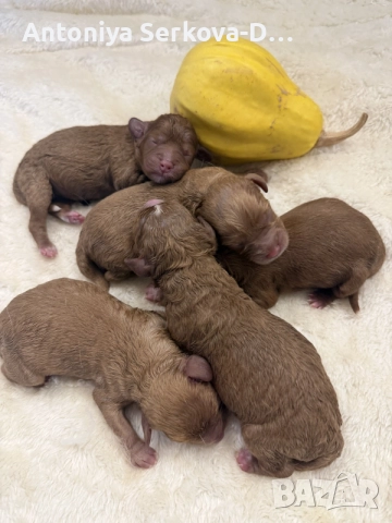 кавапу/cavapoo🐾💝💙💝