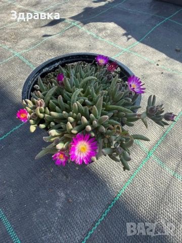 Делосперма 9 цвята , снимка 7 - Градински цветя и растения - 50675838