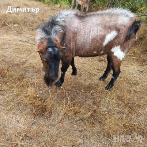 Продавам Пръч чип, снимка 3 - Кози - 56231352