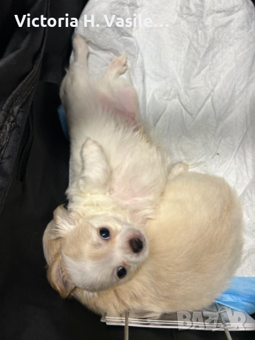 Чихуахуа дългокосместо , снимка 6 - Чихуахуа - 52669804