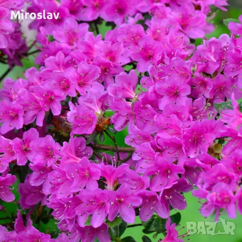 Азалия(Градинска), снимка 9 - Градински цветя и растения - 49324026