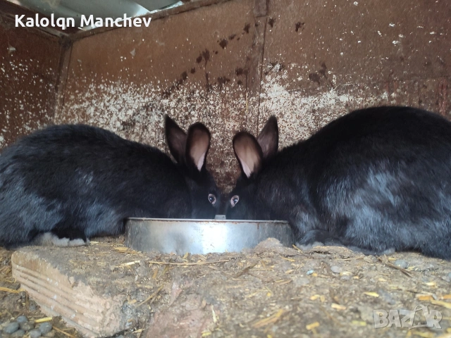 зайци на 5 месеца мъжки , снимка 4 - Други животни - 53956435