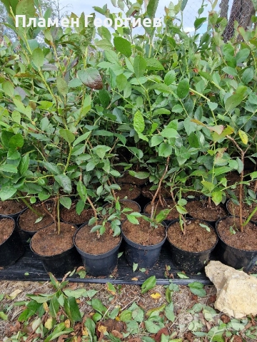 раздад боровинки , снимка 2 - Разсади - 51913927