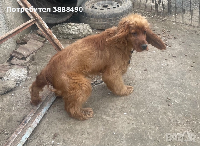 Кокос Панел Куче подарявам, снимка 2 - За кучета - 54187795