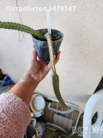 Selenicereus Grandiflorus, снимка 2 - Стайни растения - 50243871