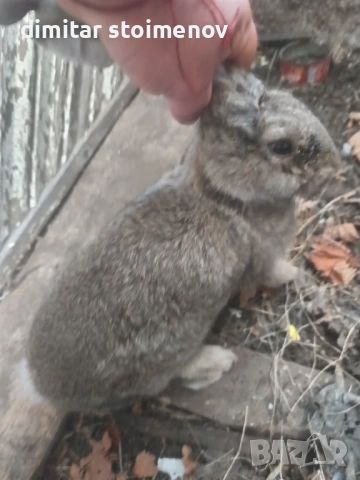 Vilikani belgiski, снимка 3 - Други - 53051800