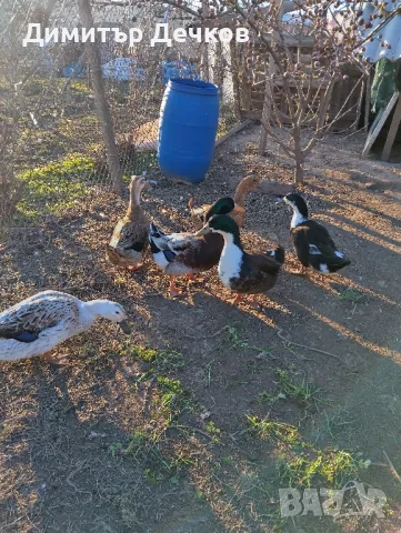 Патици , снимка 1