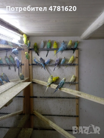 Вълнисти папагали, снимка 2 - Папагали - 54019154