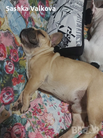 Френски булдочета за продан!, снимка 10 - Френски булдог - 53263899