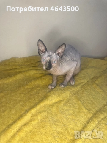 Канадски сфинкс женски на 5 месеца, снимка 12 - Сфинксове - 52383325