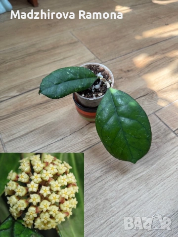 Хоя. Hoya Svetlana