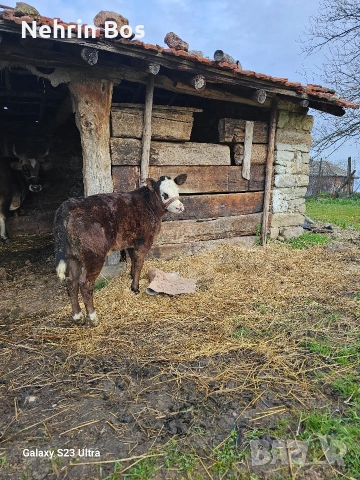 na 3 mesetsa jensko abardin, снимка 2 - Крави - 53941752