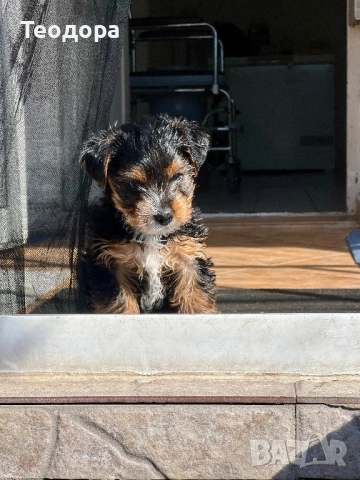 Йорки Ръсел, снимка 9 - Йоркширски териер - 54221299