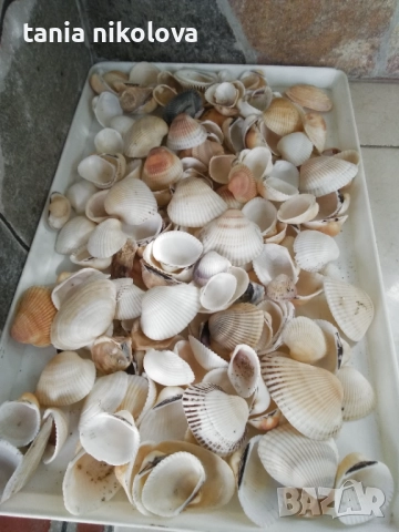  Рапани и миди, снимка 3 - Декорация за дома - 37632537