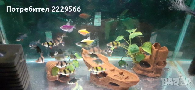 Подарявам рибки, снимка 2 - Рибки - 52552120