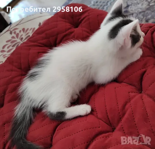 котенца търсят дом, 3 мес., снимка 3 - Други - 55841425