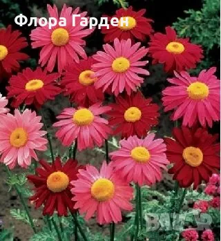 СЕМЕНА - Цветя двугодишни и многогодишни, снимка 7 - Сортови семена и луковици - 47504913