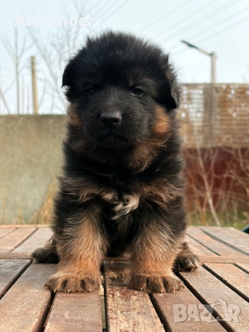 Елитни Родословни Немски Овчарки FCI , снимка 14 - Немска овчарка - 42759512