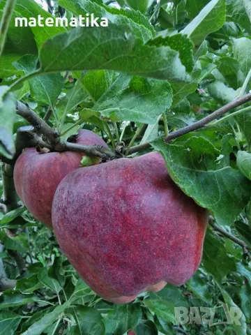 Био ябълки без химия!, снимка 6 - Домашни продукти - 56487380