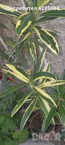 олеандър ,лян ,вариегатен, снимка 2 - Градински цветя и растения - 47810187