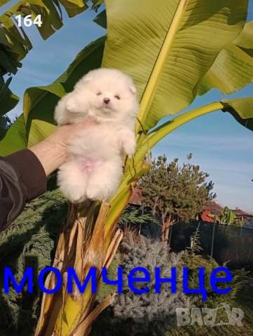 Померани. Момчета и момичета. Реални снимки!, снимка 3 - Померан - 52719520