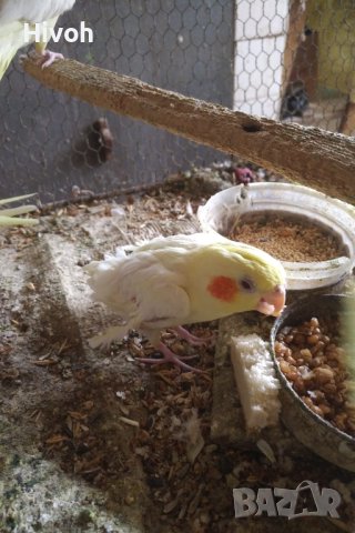 Продавам папагал мъжка корела, снимка 2 - Папагали - 42791212