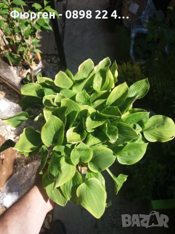  Хоста Бяло с Зелено , Жълто с зелено и Зелена . Цена за 1бр 8,50лв., снимка 5 - Разсади - 37748889