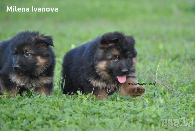 Мъжки немски овчарки с ДЪЛЪГ косъм , снимка 4 - Немска овчарка - 52510345