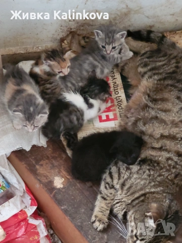 котета, снимка 3 - Други - 54312810