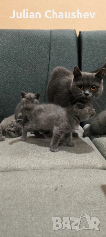 Британски късокосмести , снимка 3 - Британска късокосместа - 53130594