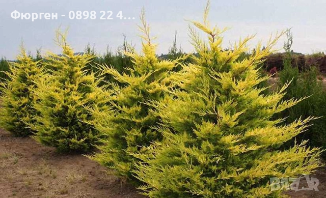 Кипарис Лейланди „Gold Rider“ (Златен ездач) Cupressocyparis leylandii ‘Gold Rider’, снимка 2 - Разсади - 52899095