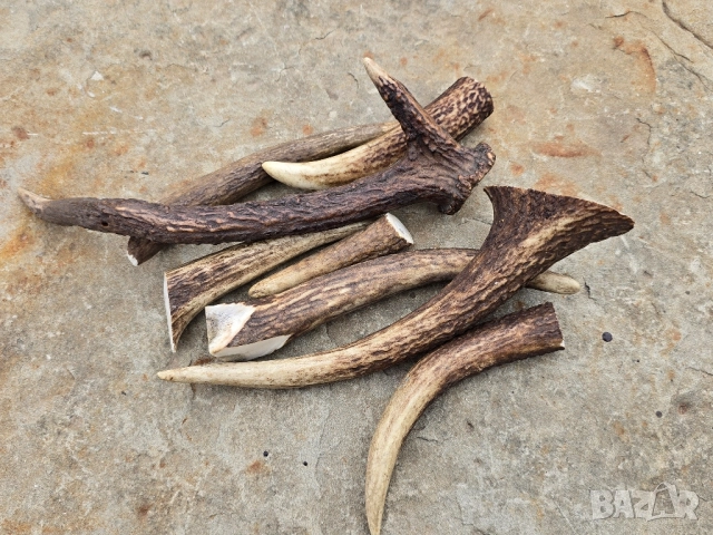 Лот от 8бр Еленски рокца 