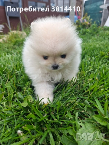 Мини померан момченце на 2 месеца