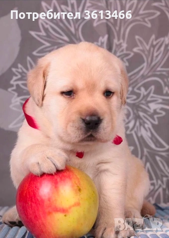 Лабрадор ретривър чистокръвни, снимка 7 - Лабрадор ретривър - 54225664