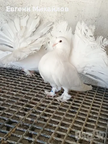 Гълъби Фенерлии гащати , снимка 3 - Гълъби - 50011093