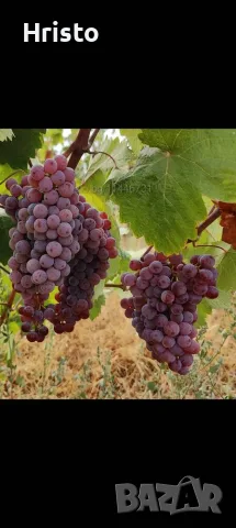 Продавам грозде червен Мискет