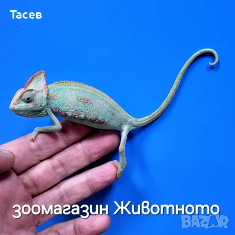 Хамелеон йеменски