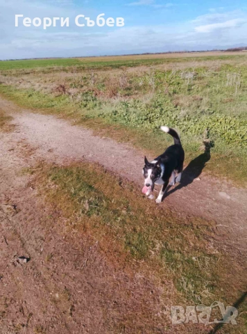 Бордър Коли мъжко, снимка 2 - Други - 53123762