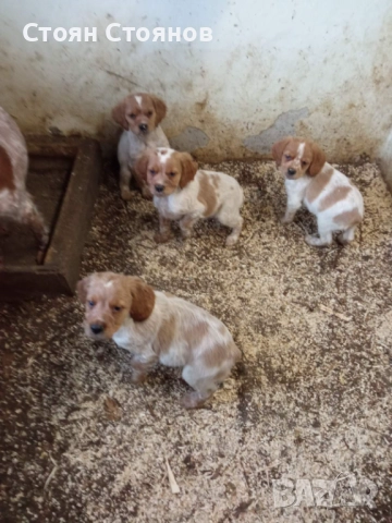 Бретон шпаньол